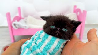 Rescue the Smallest Kitten Ever The SMALLEST Kitten Found a New Home [upl. by Byran916]