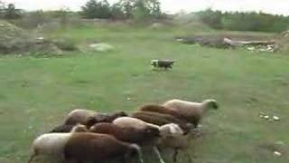 Bearded Collie Kassie is herding our Flock Sept 2007 [upl. by Niggem794]