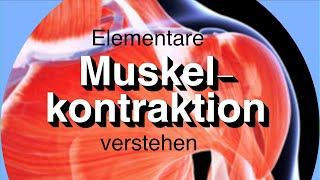 Elementare Muskelkontraktion [upl. by Isleen]