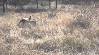 Rare Sighting Leopard Fight [upl. by Chastity]