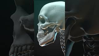 Skeletal System Types of Bones explained [upl. by Kevon138]