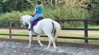 Elizabeth Soames riding dude age 21 yrs main arena intro 1b open [upl. by Randene55]