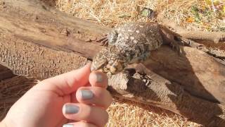 Uromastyx Yemenensis Feeding amp Handling [upl. by Ardnuahc]