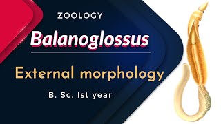 Balanoglossus  External morphology  B Sc Ist year  Zoology [upl. by Nadabas]