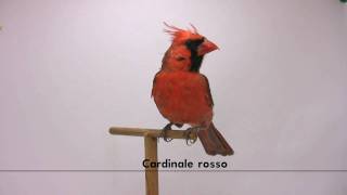 cardinale rosso [upl. by Naahs]