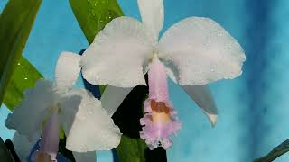 Cattleya trianae fconcolor OFJ orchid [upl. by Egon158]