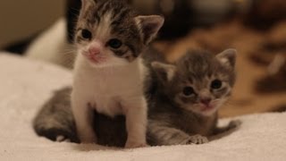 3 Weeks Old Kitten Update [upl. by Aelrac445]