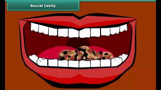 Buccal Cavity [upl. by Oys553]