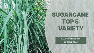 SUGARCANE TOP 5 VARIETY  தேர்ந்தெடுக்கப்பட்டா ஐந்து No1 கரும்பு நகங்கள் AgriTN [upl. by Mollee]