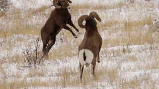 Bighorn Rams Head Butting [upl. by Blinni504]