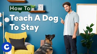 How To Teach A Dog To Stay  Chewtorials [upl. by Neysa]