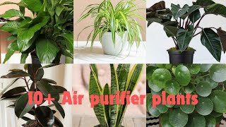 10 Air purifier plants [upl. by Mozes]