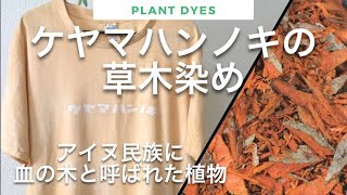 草木染めのやり方はこれで決まり【ケヤマハンノキ樹皮】Plant dye【Alder】 [upl. by Parlin298]