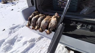 Отличная охота на кеклика Охота на куропатку в горах Кыргызстан Excellent hunting for Chukars [upl. by Kciregor]