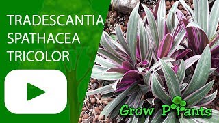 Tradescantia spathacea Tricolor  grow amp care [upl. by Leviralc975]