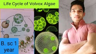 Life Cycle of Volvox Algae [upl. by Nirat266]