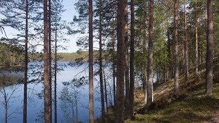 Kielinuppu ARKISTO  Suomalainen metsä [upl. by Ycniuqal]