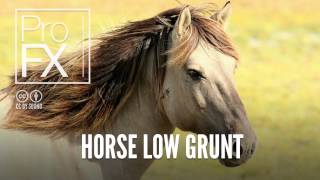 Horse Low Grunt  Animal Sound Effects  ProFX Sound Sound Effects Free Sound Effects [upl. by Thordis]