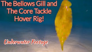 The Bellows Gill and The Core Tackle Hover Rig [upl. by Erminie]