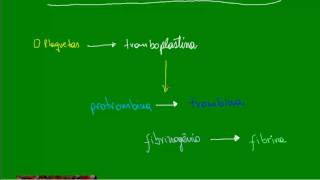 Coagulação Sanguínea  Processo Geral [upl. by Ellie]