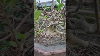 Program Bonsai Iprik ficus retusa [upl. by Eislel79]