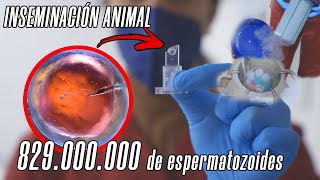 Aprende TODO sobre la INSEMINACIÓN ARTIFICIAL en Perros🐕 EXPERTOS nos lo cuentan [upl. by Harold191]