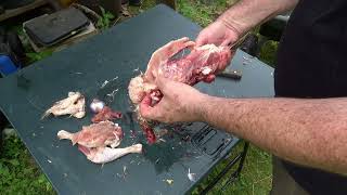 Warning Graphic Processing Aseel Culls May offend sensitive viewers DO NOT WATCH if that is you [upl. by Meredith]