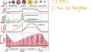 UERJ 20251Q03 Assim como o cortisol o hormônio adrenalina também é produzido pelas glândulas [upl. by Nosnorb]