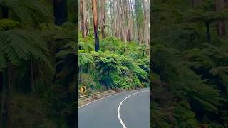 Beautiful ferns in Fernshaw victoria australia shorts travel forests nature melbourne video [upl. by Irrot]