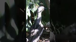 Bush Stone Curlew staring in Queensland shorts [upl. by Imorej]