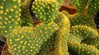 Opuntia enana Opuntia microdasys var ondulata wwwriomoroscom [upl. by Eicnahc]