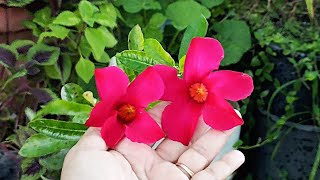 how to grow mandevilla🌺🌺how to care mandevilla plant🌱beautiful mandevilla plant🌱 [upl. by Emilia746]