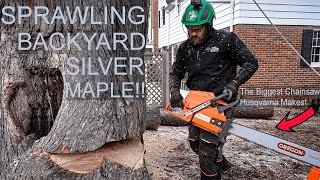 SPRAWLING BACKYARD SILVER MAPLE Winter tree work with Hamms Arborcare in Wisconsin [upl. by Younger]