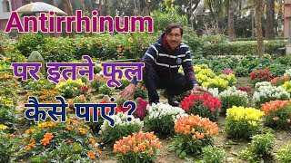 Antirrhinum मे इस तरह से बहूत सारे फूल पाने का तरीका जानिए  Get Maximum flowers in Antirrhi [upl. by Essirehc]