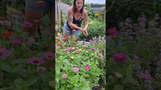 Why EVERYONE should be growing zinnias texasgarden zinnias flowergarden [upl. by Laiceps59]