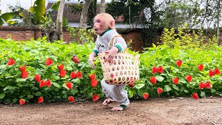 Super monkey Bibi harvests strawberries to surprise Mom [upl. by Nevets]