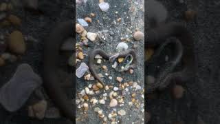 Snake and its snack on Potomac River MD part 1 [upl. by Now]