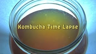 Kombucha Time Lapse [upl. by Yllah]