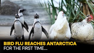 Bird Flu In Antarctica What Is H5N1 Why This Could Be Devastating [upl. by Sarge353]