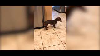 Shows Dachshund Tapping its Tail on a Trash Bin Shorts [upl. by Odlanyar]