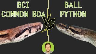 Ball Python vs Common Boa BCI  Head To Head [upl. by Ettenwahs]