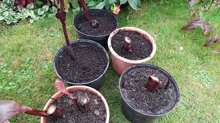 Cannas potted 4 overwintering amp more jobs 2 do [upl. by Gherlein]