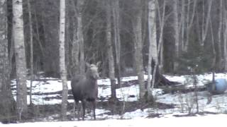 Brölande älgko [upl. by Sible]