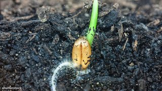 I Could Watch Time Lapses Of Seeds Growing All Day [upl. by Lalo]