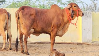 Aamir pathan aravali dairy gir cow Kishangarh is live 9414745465 [upl. by Ainegue]