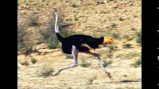 Daydreamin The Ostrich Song By Austin Roberts [upl. by Jake]