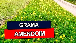 GRAMA AMENDOIM Dicas incríveis para o paisagismo [upl. by Filip414]