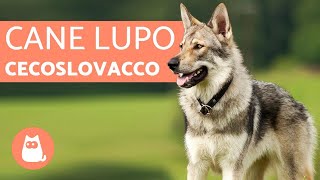 Il Cane Lupo Cecoslovacco  Breve documentario [upl. by Arvind]