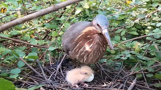 Black bittern Birds Protect the baby in the nest EP01 Beautiful Black bittern Birds [upl. by Mapes]