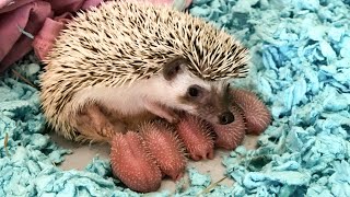 Mommy Hedgehog Giving Birth To Five Cute Babies [upl. by Ardnazxela]